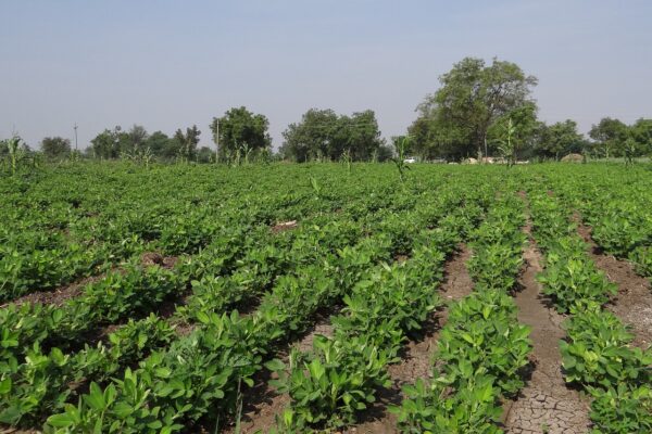 peanut field, groundnut field, india-285952.jpg