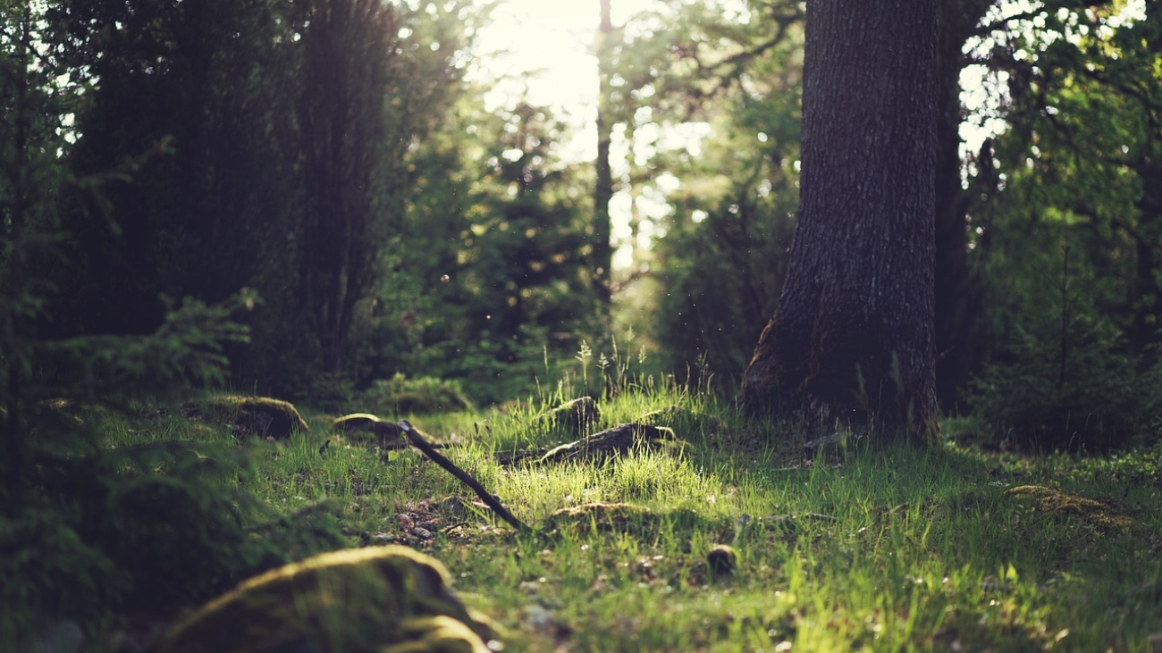 forest, trees, light-653448.jpg