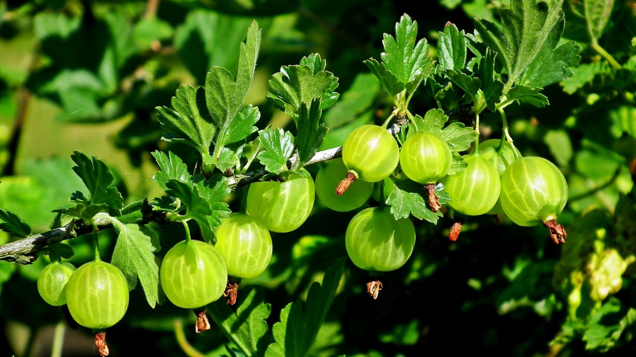gooseberry, fruit, green-4254521.jpg